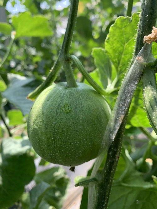 娱乐吃瓜中,揭秘明星幕后故事,吃瓜群众狂欢时刻